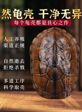 易经爻六铜钱工具l卦卜铜钱龟壳真龟甲六爻铜钱摇卦64卦牌算挂用