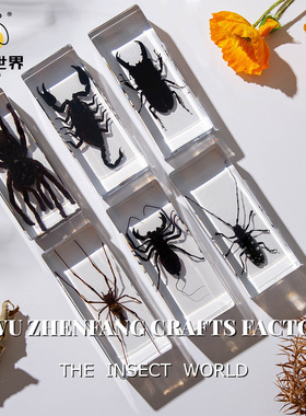 真实树脂昆虫标本真虫甲虫蜘蛛锹甲天牛蝎子螳螂蜥蜴琥珀标本摆件