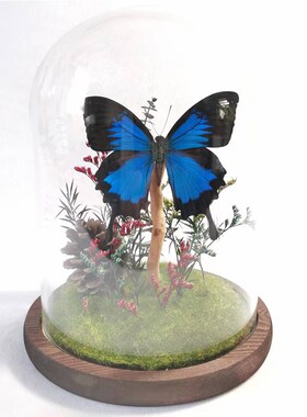 蝴蝶标本干花玻璃罩 收藏精品z昆虫标本摆件 七夕节礼物 天然造景