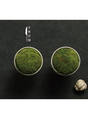 优选天青苔绿 陶瓷永生苔藓精致青苔摆件 样板间酒店会所茶室桌面