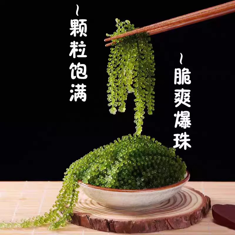 儿童海葡萄绿色鱼子酱即食泡发小孩吃的新鲜盐渍海葡萄官方旗舰店 - 图0