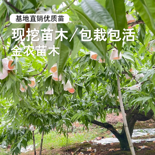 桃树果苗无锡阳山柳条白凤水蜜桃苗特大脆软甜桃树苗盆栽庭院果树 - 图2