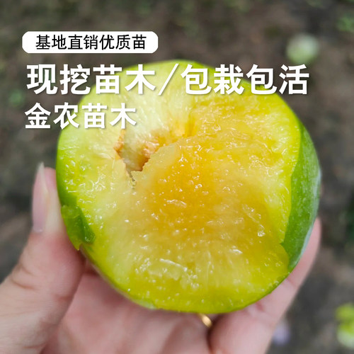 特大奈李果苗嫁接浦江桃形李树苗桃型李脆甜油奈李子苗南北方种植 - 图2