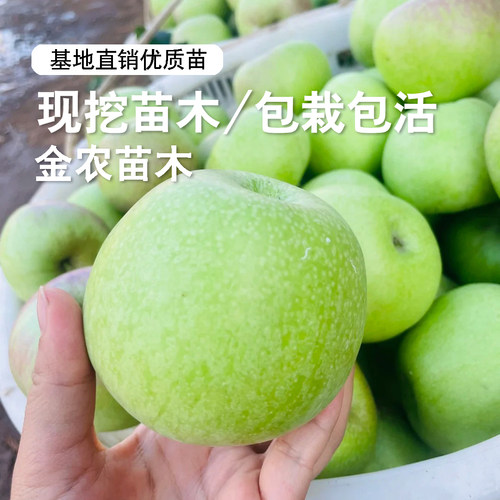 老品种印度青苹果树苗矮化盆栽脆甜冰糖心印冬苹果苗南方北方种植 - 图1