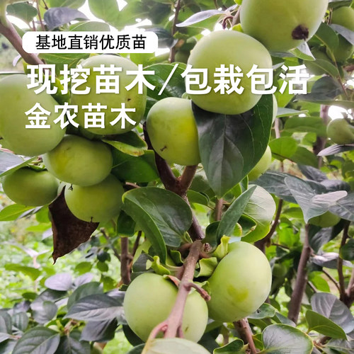 日本太秋甜柿树苗脆甜柿子苗树特大庭院盆地栽庭院南北方种植树苖 - 图1