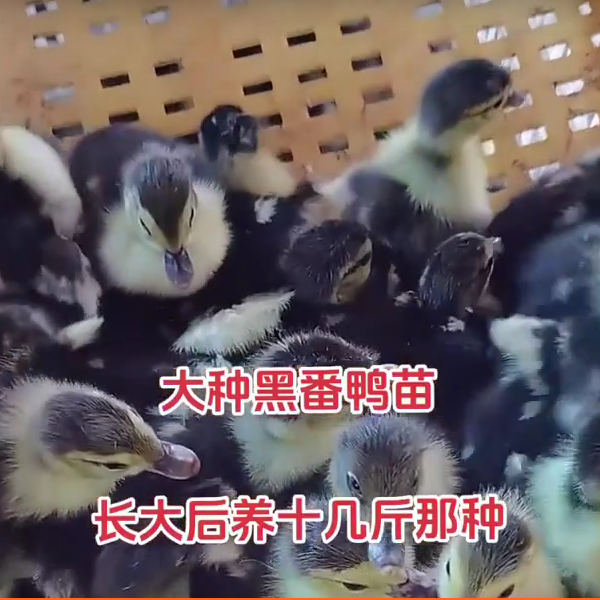 包邮大种黑番鸭苗豚鸭苗红脸鸭大洋鸭疫苗齐全宠物鸭,淘宝优惠券,粉丝福利购,淘宝优惠卷