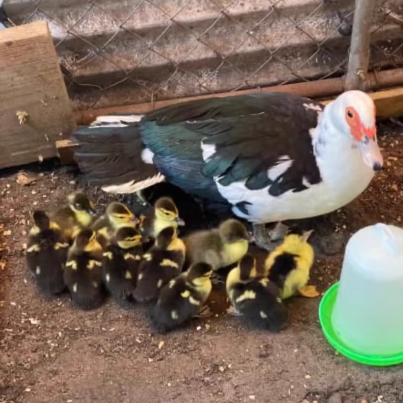 包邮大种黑番鸭苗豚鸭苗红脸鸭大洋鸭疫苗齐全宠物鸭,淘宝优惠券,粉丝福利购,淘宝优惠卷