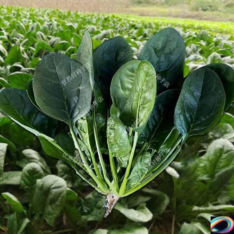 红根大叶菠菜籽种耐热耐寒杂交菠菜种子阳台种植蔬菜种孑秋播越冬,淘宝优惠券,粉丝福利购,淘宝优惠卷