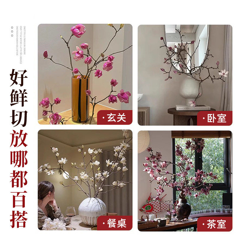 水培紫玉兰花鲜切枝带花苞干枝红梅鲜花卉室内好养四季开花植物,淘宝优惠券,粉丝福利购,淘宝优惠卷