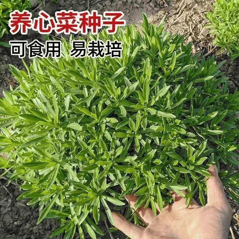 高钙养心菜种子 阳台四季盆栽小院菜园地播种植农家蔬菜种子,淘宝优惠券,粉丝福利购,淘宝优惠卷