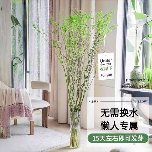 水培植物龙柳鲜枝切花水培绿植雪柳干支室内吊钟泡水长根黄金龙柳 - 图2