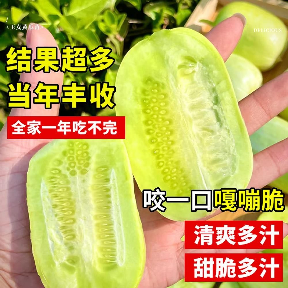 水果黄瓜种子四季种籽阳台番茄秋季蔬菜苗秧苗盆栽南方小青瓜旱瓜,淘宝优惠券,粉丝福利购,淘宝优惠卷