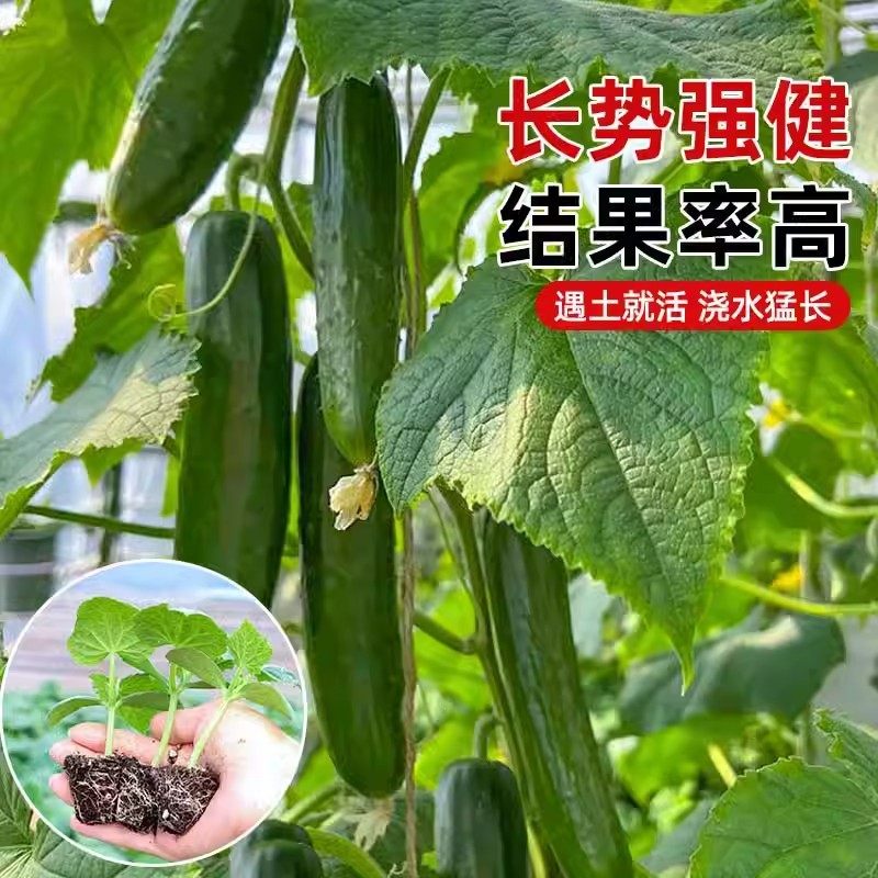 水果黄瓜种子四季种籽阳台番茄秋季蔬菜苗秧苗盆栽南方小青瓜旱瓜,淘宝优惠券,粉丝福利购,淘宝优惠卷