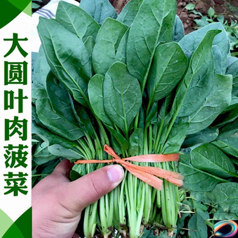 红根大叶菠菜籽种耐热耐寒杂交菠菜种子阳台种植蔬菜种孑秋播越冬,淘宝优惠券,粉丝福利购,淘宝优惠卷
