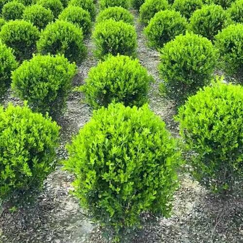 小叶黄杨球瓜子黄杨四季常青别墅地栽庭院花坛耐寒绿化植物篱笆墙 - 图1
