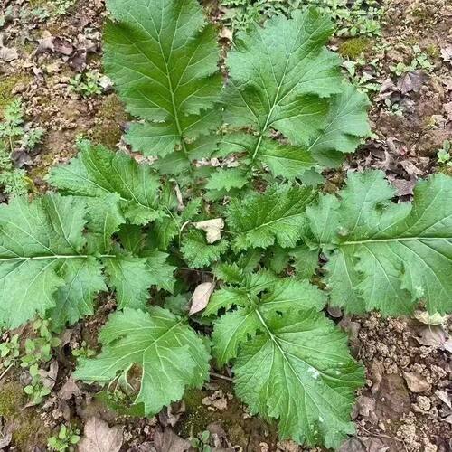 传统蔬菜种老品种腊菜籽冲菜种野菜种子保健蔬菜易种腌制菜四季播 - 图0