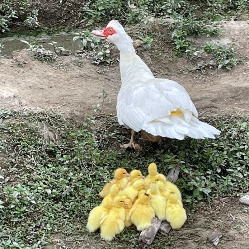 包邮宠物鸭1斤多福建正宗大种白番鸭西洋豚鸭脱温好养不怕冷,淘宝优惠券,粉丝福利购,淘宝优惠卷
