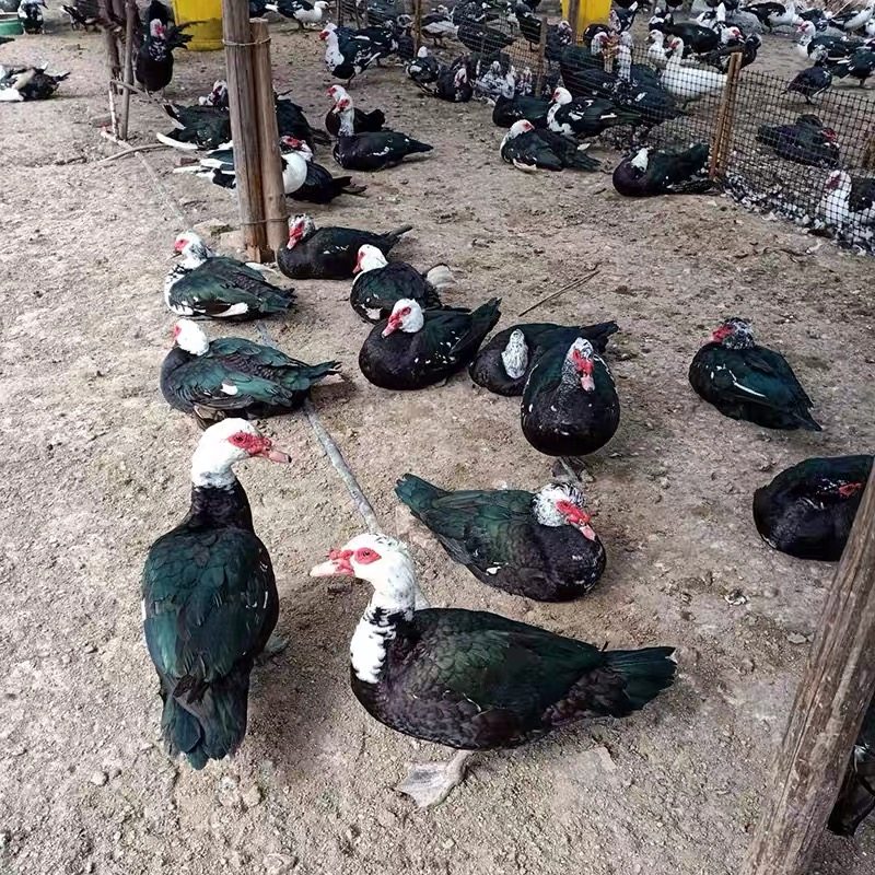 宠物鸭正宗福建大种黑番鸭西洋鸭火鸭豚鸭重脱温发货,淘宝优惠券,粉丝福利购,淘宝优惠卷