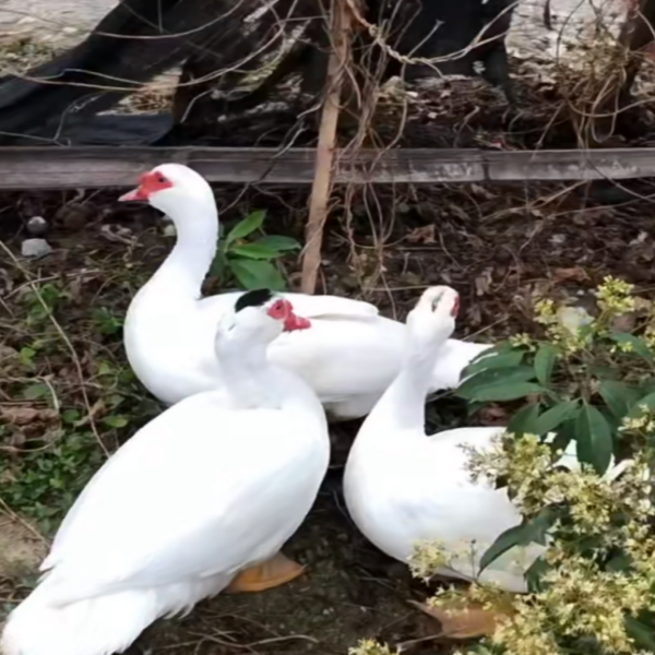 包邮宠物鸭1斤多福建正宗大种白番鸭西洋豚鸭脱温好养不怕冷,淘宝优惠券,粉丝福利购,淘宝优惠卷