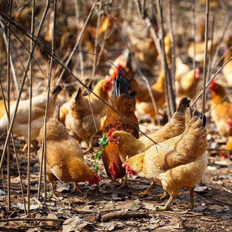 1.5斤黄脚小鸡活苗半斤皖南土鸡活苗小鸡苗脱温鸡苗产蛋鸡小母鸡,淘宝优惠券,粉丝福利购,淘宝优惠卷