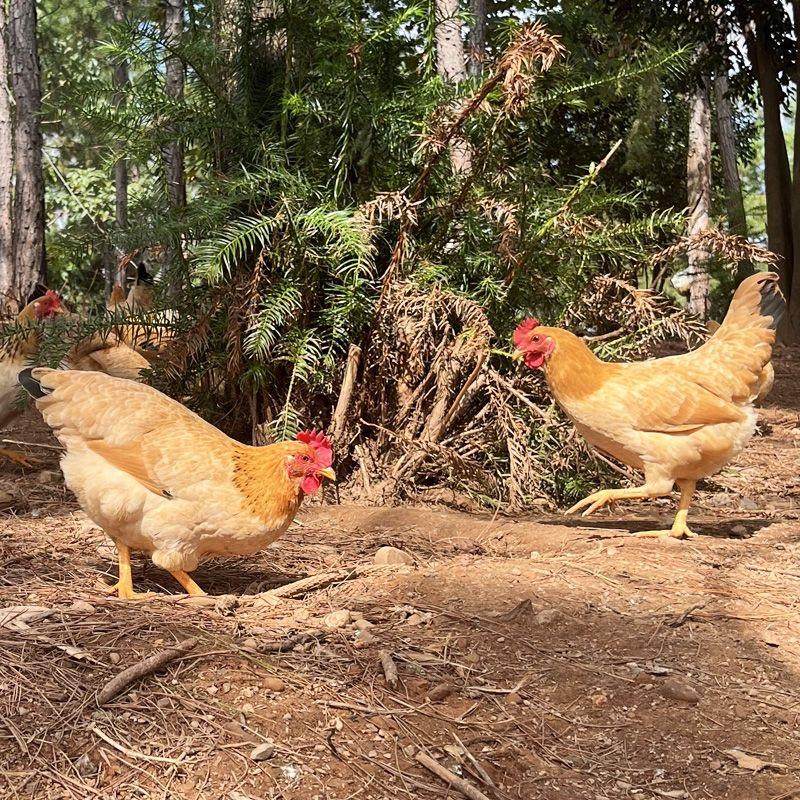 1.5斤黄脚小鸡活苗半斤皖南土鸡活苗小鸡苗脱温鸡苗产蛋鸡小母鸡,淘宝优惠券,粉丝福利购,淘宝优惠卷