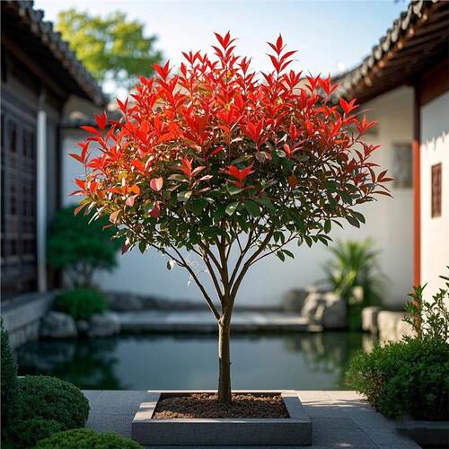 高杆红叶石楠球树苗小杯火焰红篱笆围墙绿化工程色块庭院四季植物 - 图1