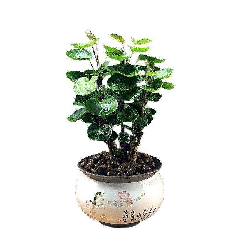 金钱兜福禄桐盆栽金钱桐圆叶钱多多发财树金钱树室内客厅绿植园艺,淘宝优惠券,粉丝福利购,淘宝优惠卷