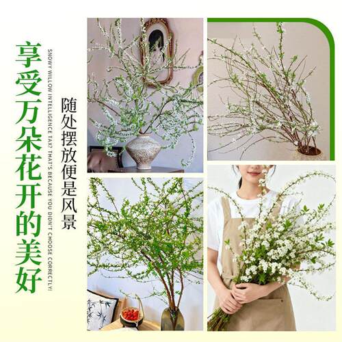 雪柳鲜枝带花苞水培植物室内绿植好养活鲜花云南基地直发干枝龙柳 - 图3