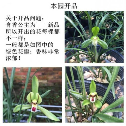 下单就送土 兰花苗春兰含香公主原生开花浓香 室内花卉绿植盆栽 - 图1