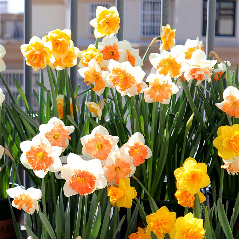 5 颗进口洋水仙种球漳州水仙耐寒植物四季花卉室内绿植风信子盆栽,淘宝优惠券,粉丝福利购,淘宝优惠卷
