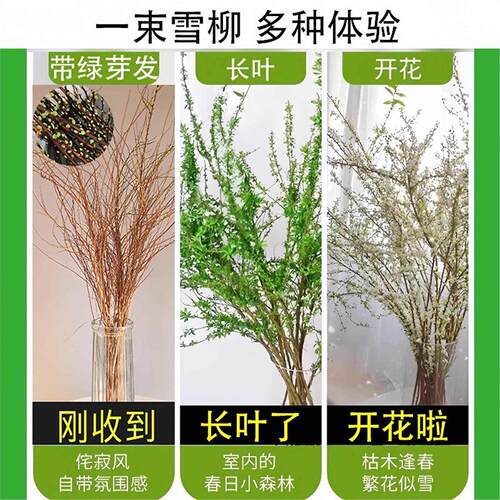 雪柳鲜枝带花苞水培植物室内绿植好养活鲜花云南基地直发干枝龙柳 - 图0