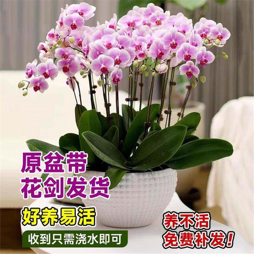 蝴蝶兰盆栽带花剑特大号大苗花卉绿植室内植物多季开花好养鲜花盆 - 图2