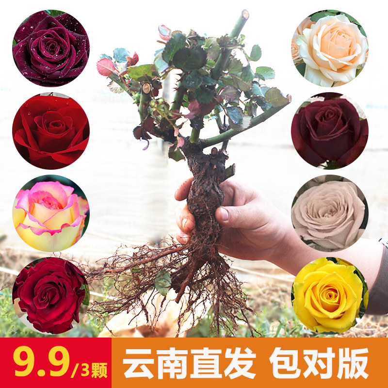 玫瑰花苗云南月季盆栽树苗四季开花老桩浓香花卉植物苗对版特大花,淘宝优惠券,粉丝福利购,淘宝优惠卷