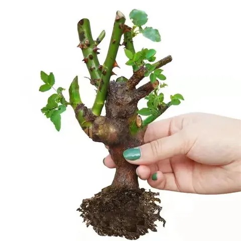 玫瑰花苗云南月季盆栽树苗四季开花老桩浓香花卉植物苗对版特大花,淘宝优惠券,粉丝福利购,淘宝优惠卷