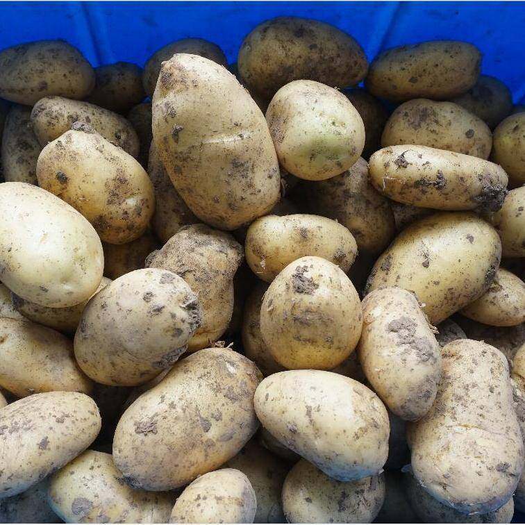 多功能毛辊清洗去泥机木薯毛刷机海蛎子扇贝猪蹄毛辊清洗设备,淘宝优惠券,粉丝福利购,淘宝优惠卷