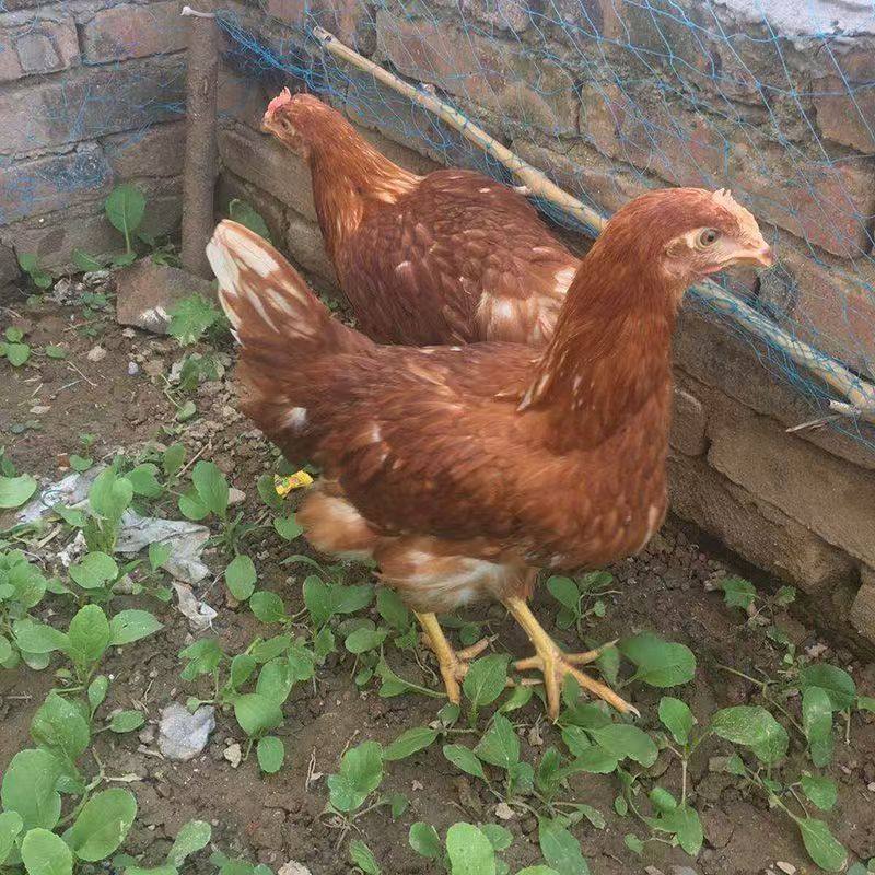 正宗海兰褐鸡活苗高产蛋鸡小鸡活苗脱温鸡苗高产蛋鸡农家散养鸡苗,淘宝优惠券,粉丝福利购,淘宝优惠卷