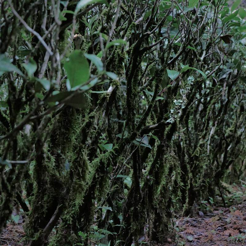 武夷岩茶 · 正岩肉桂【弥陀岩/青狮岩】 | 野杂wildtea,淘宝优惠券,粉丝福利购,淘宝优惠卷