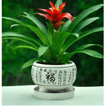 鸿运当头盆景室内植物红花卉盆栽绿植凤梨阳台办公客厅,淘宝优惠券,粉丝福利购,淘宝优惠卷