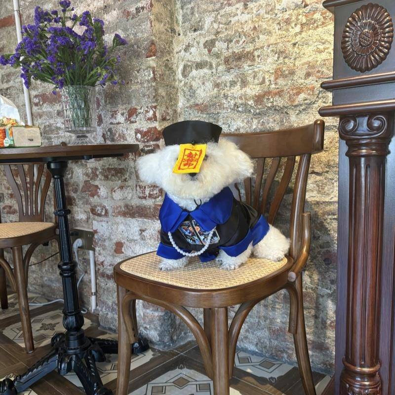 狗狗万圣节猫狗通用清官服泰迪比熊变身狗狗衣服宠物僵尸cos套装 - 图1