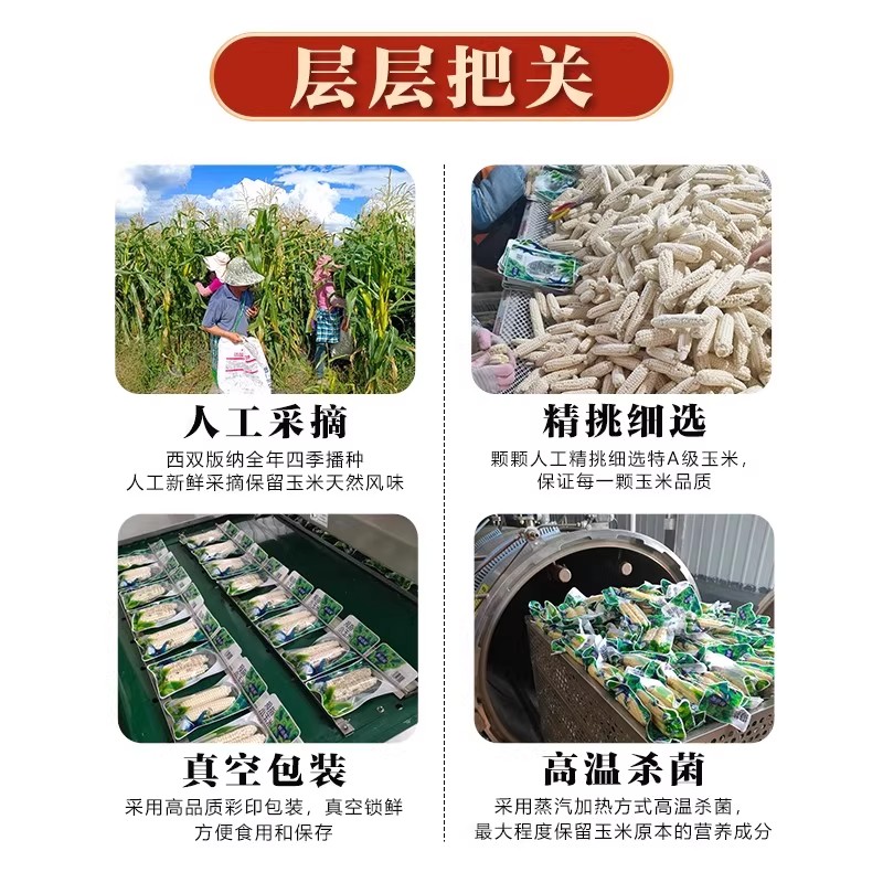 正宗云南西双版纳香糯拇指玉米手指玉米小玉米新鲜真空宝宝爱吃 - 图3