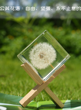 蒲公英标本立方体雏菊植物真花树脂水晶滴胶成品永生花镇纸