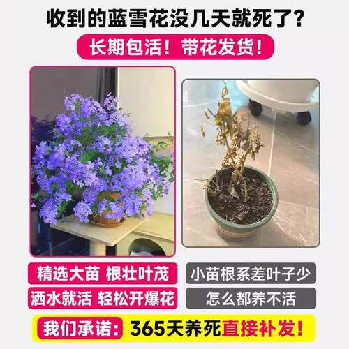 蓝雪花盆栽爬藤大苗庭院花卉带花苞棒棒糖老桩植物阳台四季常青 - 图1