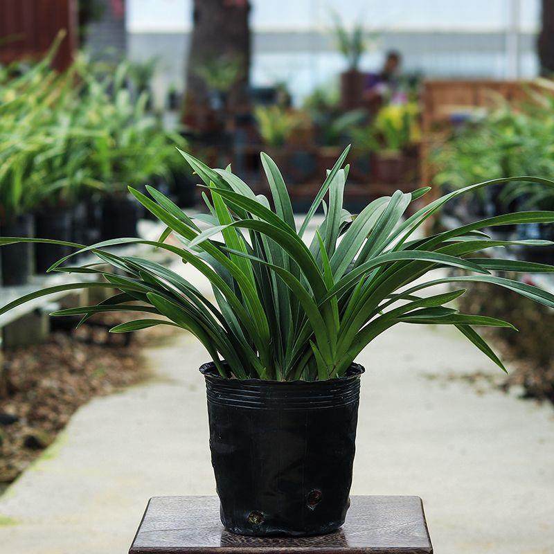 镜花兰园兰花苗大将军正品高档花蕙兰浓香兰草室内花盆栽花卉好养,淘宝优惠券,粉丝福利购,淘宝优惠卷