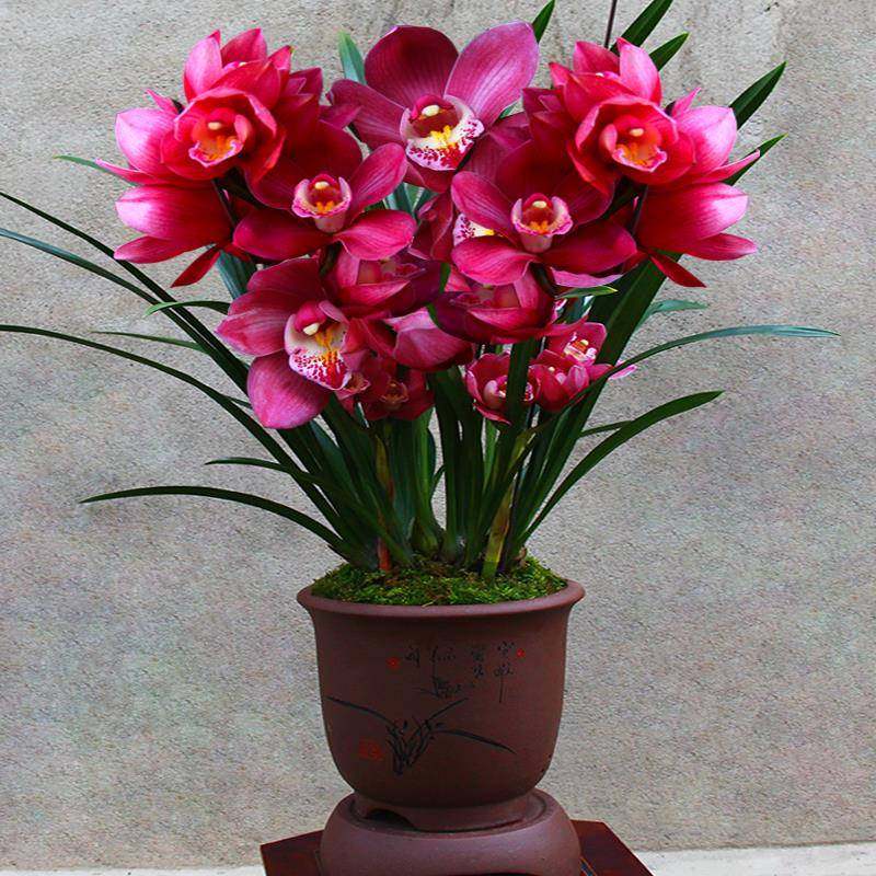 镜花兰园兰花苗大将军正品高档花蕙兰浓香兰草室内花盆栽花卉好养,淘宝优惠券,粉丝福利购,淘宝优惠卷
