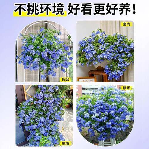蓝雪花盆栽爬藤大苗庭院花卉带花苞棒棒糖老桩植物阳台四季常青 - 图3