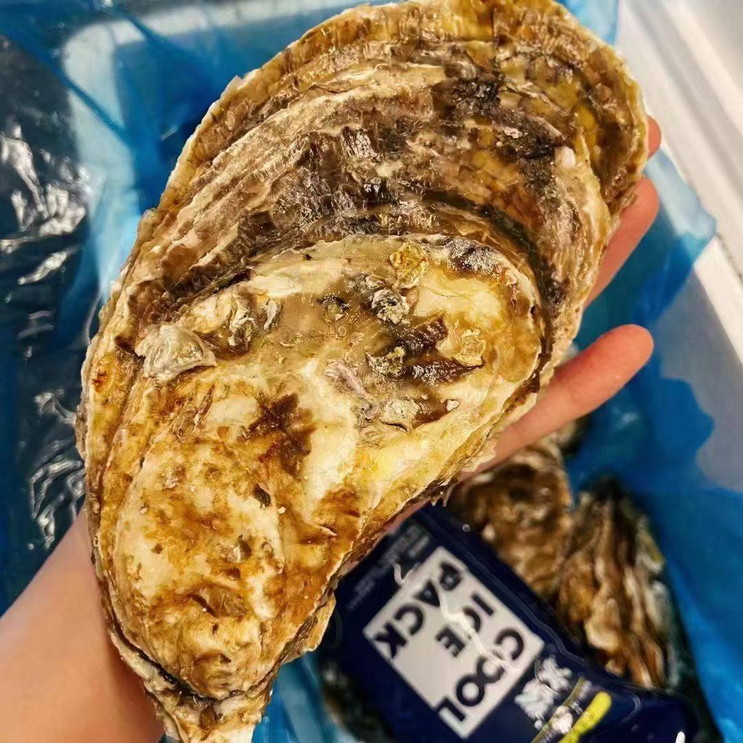 蚝丫丫正宗乳山生蚝鲜活特大牡蛎海蛎子海鲜生蚝即食礼盒小红扇贝,淘宝优惠券,粉丝福利购,淘宝优惠卷