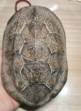 26甲财者之龟 龟趣天然完整龟壳家居摆件办公室摆件中式桌面客厅