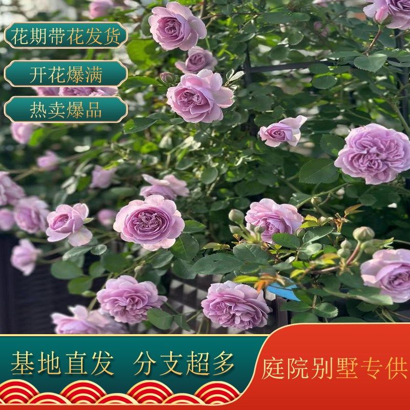 米母系大苗月季蔷薇花藤本欧月阳台庭院爬藤植物花卉四季开花,淘宝优惠券,粉丝福利购,淘宝优惠卷
