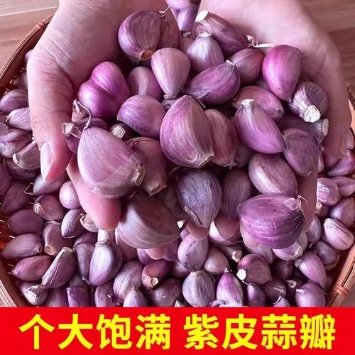 云南紫皮干大蒜瓣种子5斤红皮土蒜种籽种植蒜头专用农家可吃可种 - 图1