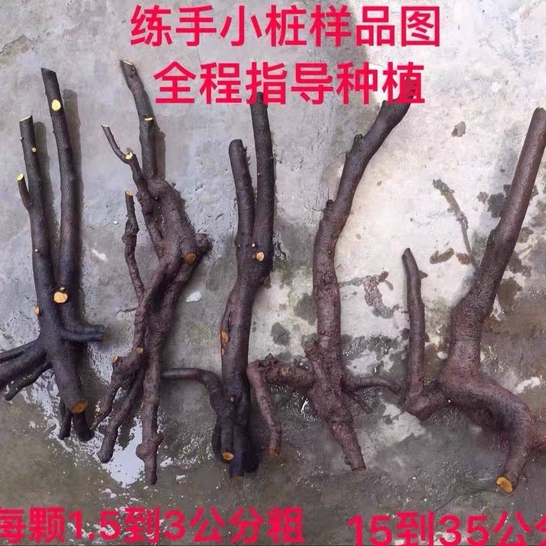 金弹子可挂果盆栽四川小叶金单子带造型观果盆景小苗母桩练手母带,淘宝优惠券,粉丝福利购,淘宝优惠卷